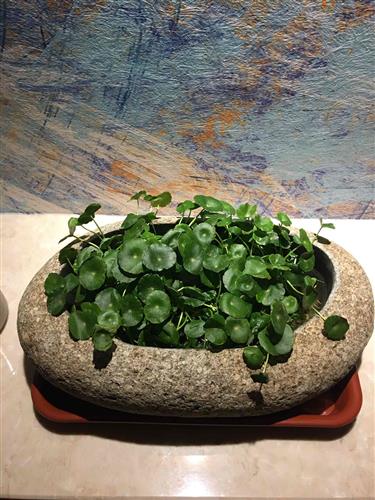 長春高新生長激素集采傳聞引發跌停，公司回應“市場預期但未獲信息”